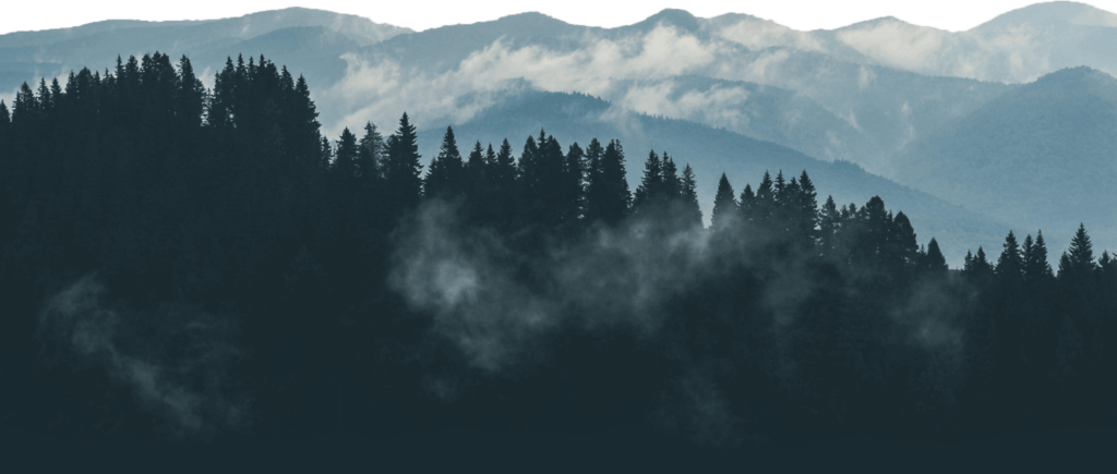 a forest of trees