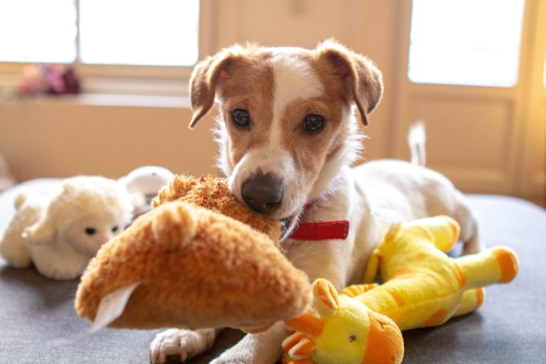 a dog holding a stuffed animal